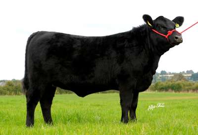 friarstown angus , friarstown ideal , drumhill angus , southland full throttle , aberdeen angus , irish angus , angus beef