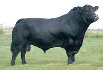 aynho rossiter eric , aberdeen angus , aynho angus