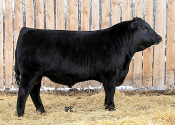 aberdeen angus calgary belvin angus , lady blossom belvin rebel