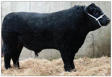 luddenmore angus luddenmore fionn dovea ai semen netherton flora the moss mr eshton aberdeen angus