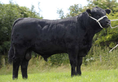 aynho rossiter eric , angus , stock bull , giggionstown , cudlobe , ellen erica , 