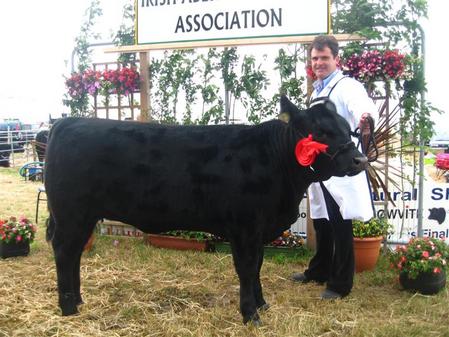 aberdeen angus all ireland champion reserve netherton eastern cruz netherton angus goulding angus