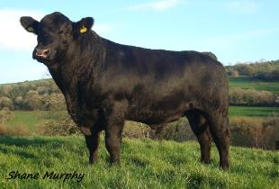 rawburn Lord ross , friarstown angus , rawburn lady ross , dalrene cruz 7c , rawburn transformer , mercury angus , aberdeen angus , angus beef , irish angus