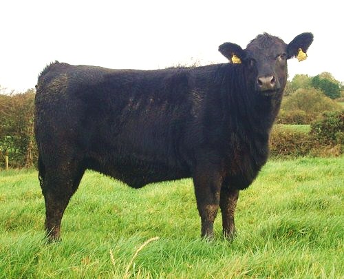 friarstown angus , belvin lady blossom , belvin angus , buffoloe conclusive , aberdeen angus , bova ai